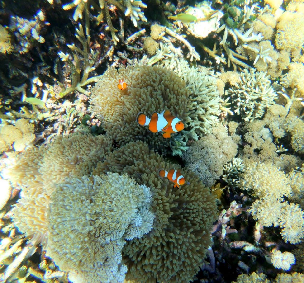 Kampung Meno Bungalows Gili Meno Εξωτερικό φωτογραφία