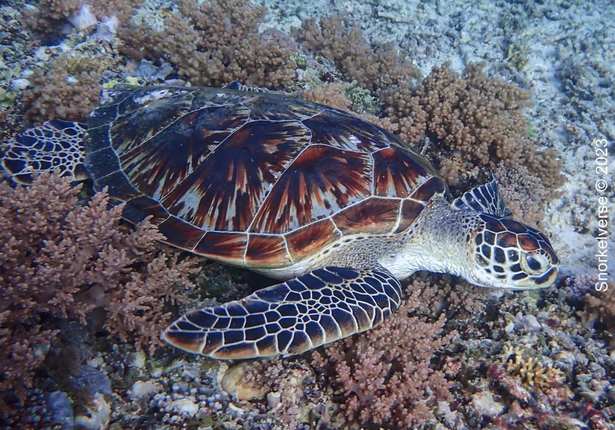 Kampung Meno Bungalows Gili Meno Εξωτερικό φωτογραφία